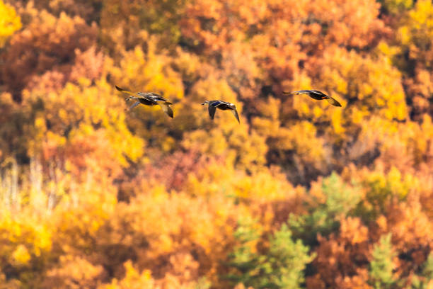 istock Morning ducks flying with autumn colorful trees behind 1444347661