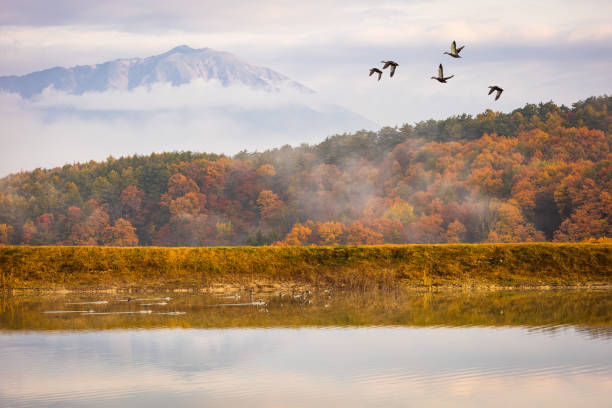 A morning tranquil view across a calm lake to picturesque forest and mountains in autumn. Mt. Iwate dominates the background.