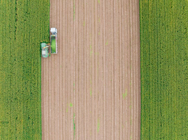 istock Aerial view of silage corn harvest 1444348643
