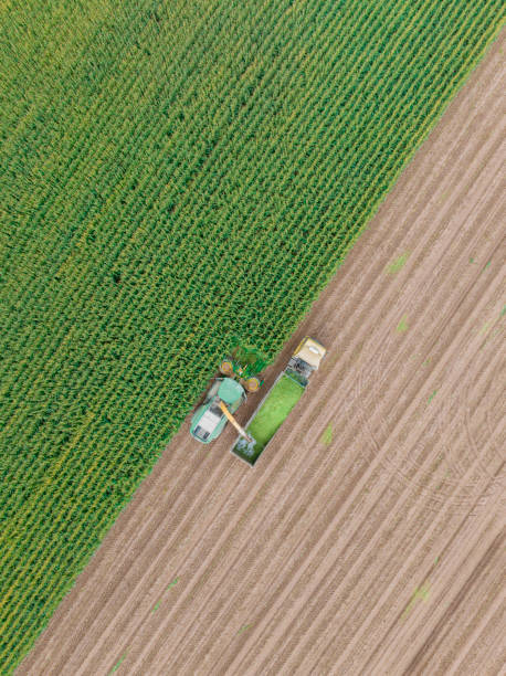 istock Aerial view of silage corn harvest 1444348669