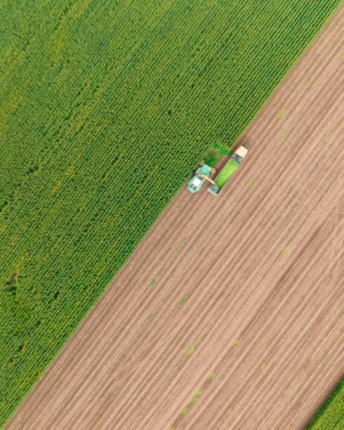 istock Aerial view of silage corn harvest 1444349198