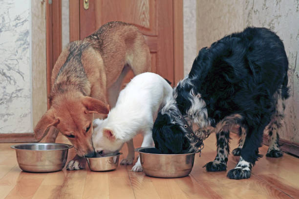 istock Three different dogs eat food from their bowls. Feeding 1444351586