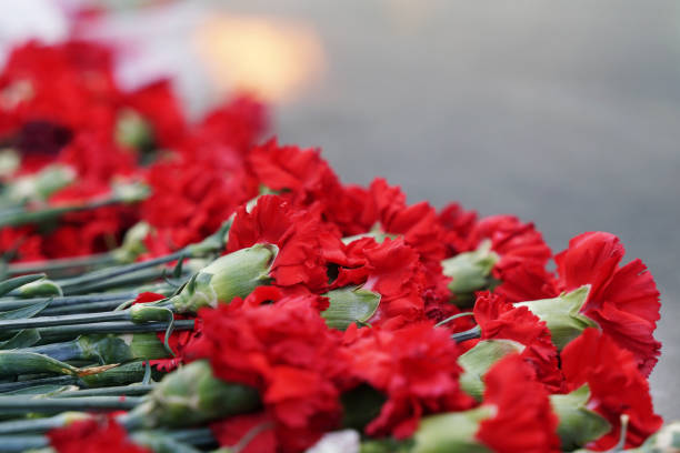 전쟁 기념비에 꽃을 ��놓기. 빨간 카네이션 - dianthus 뉴스 사진 이미지