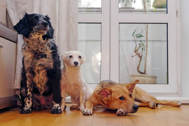 istock Three dogs of different colors sit and at home 1444351602