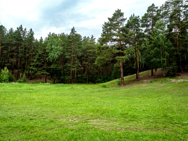 large forest clearing in summer surrounded by pine and mixed forest