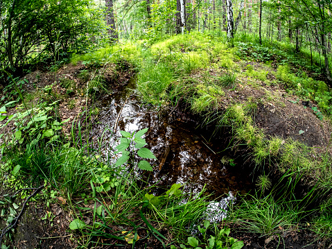 a small forest stream in summer in a mixed forest, Southern Urals