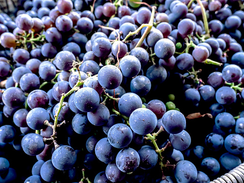 fresh Isabella grapes, macro, narrow focus area