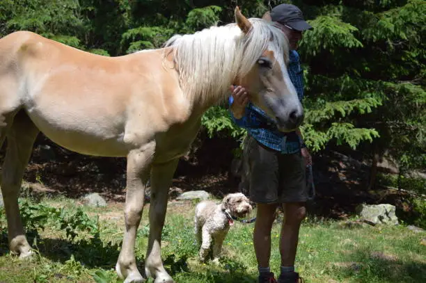 Mann und sein Lagotto Romagnolo Hund treffen ein Haflinger Pferd in Südtirol