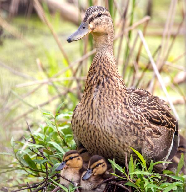 istock Brown duck with ducklings in grass 1444354103