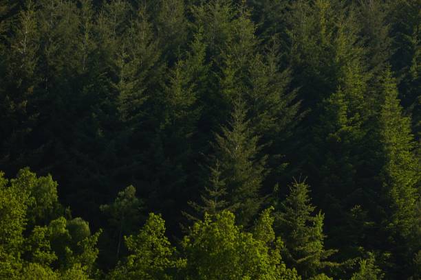 istock Birds eye view of a forest during daytime 1444354146