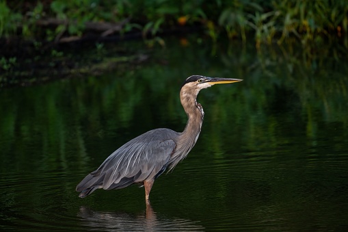 A closeup of a grey heron (Ardea cinerea) standing in the water against green background