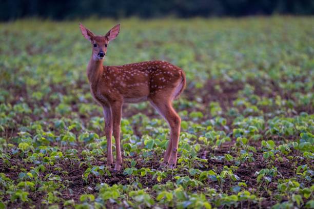 closeup of a little fallow deer standing in the field - anumal imagens e fotografias de stock