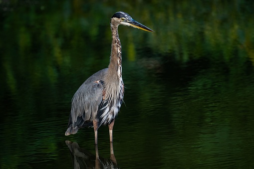 A closeup shot of a Great Blue Heron bird in the open waters in the daylight