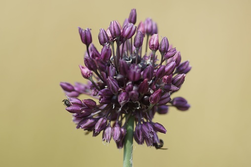 Inflorescence of the sand leek or rocambole on a meadow in southern Hesse, Germany. Popular with smaller wild bees. Close-up with details.