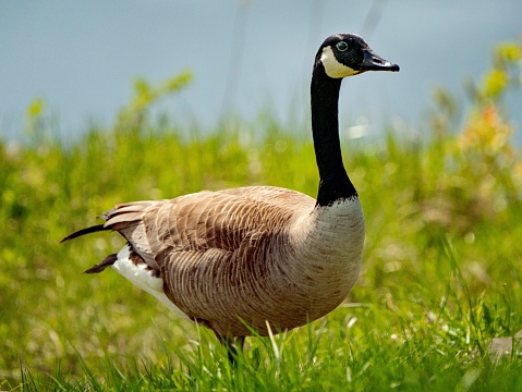 Canada Goose on grass lake shore. Black Goose Fun
