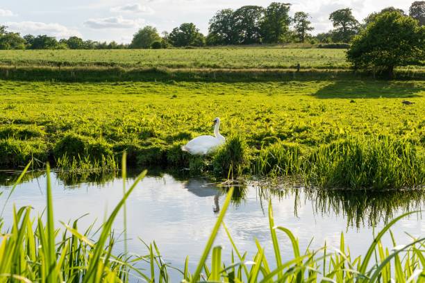 istock White swan in the pond 1444355473