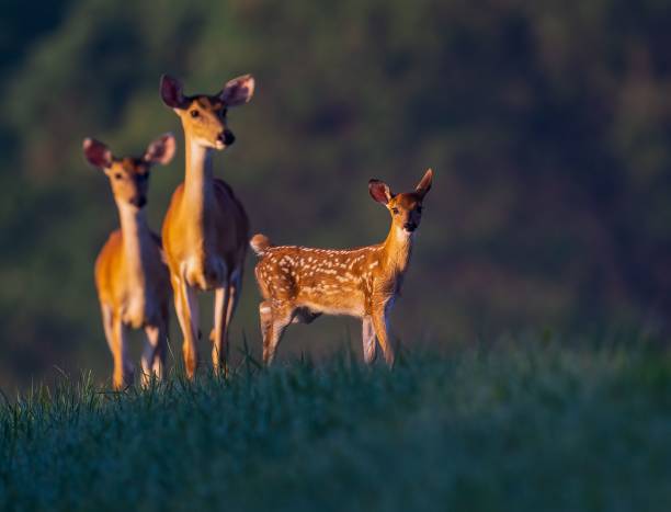 istock Deer walking on the grasses in the forest 1444355575