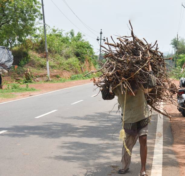 An old man carries a huge bunch of firewood and going back home