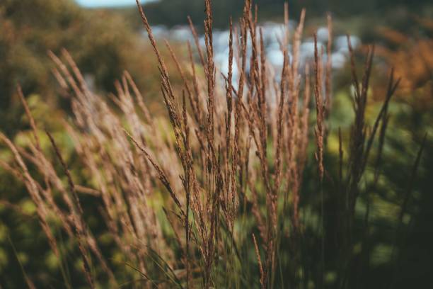 foco raso de reedgrass crescendo no campo - reedgrass - fotografias e filmes do acervo