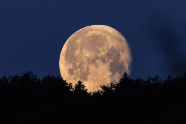 istock Full moonset in front of a forest with coniferous trees 1444355863