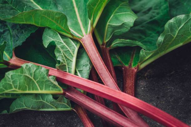 primo piano di un mucchio di rabarbaro primaverile sano biologico fresco - rabarbaro foto e immagini stock