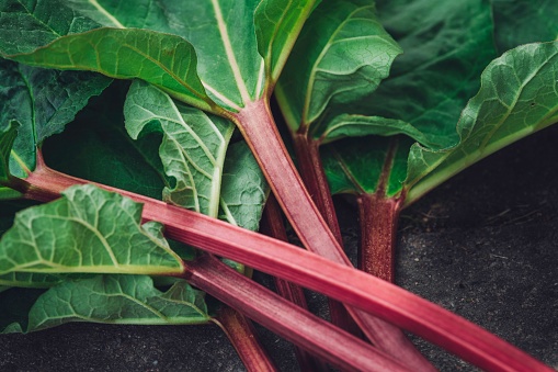 A closeup of a pile of fresh organic healthy spring rhubarb