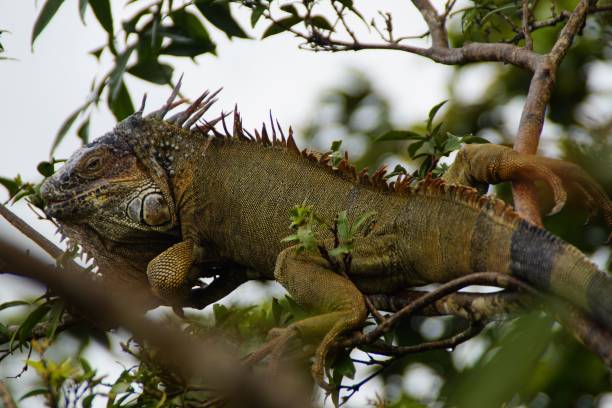 istock Closeup of a green iguana perched on a tree branch 1444356850