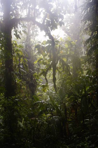 istock Vertical shot of lush greenery in the rainforest 1444356869