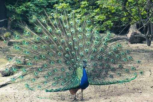 Peacocks Are Known As Harbingers Of Rain