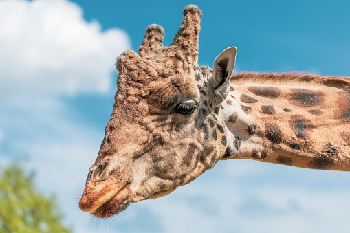 Head Shot Of  A Tall Giraffe In Zoo With Clouds In The Backgrou