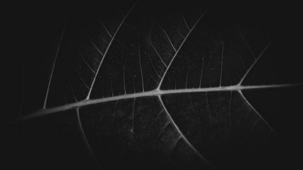 istock Aesthetic dark leaf veins for the background. 1444357782