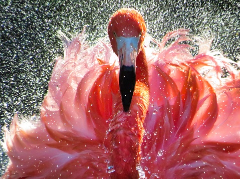A closeup shot of a greater flamingo walking in the water
