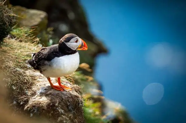 A closeup shot of an Atlantic puffin in Scotland, UK