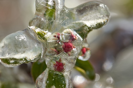 A close-up shot of frost irrigation of apple tree blossom