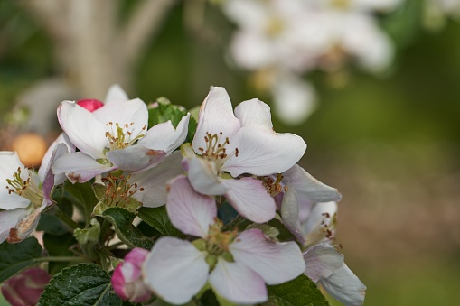 A close-up shot of an apple blossom branch with a blurry background