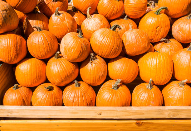 istock Orange Pumpkins. Halloween Pumpkins. 1444359314