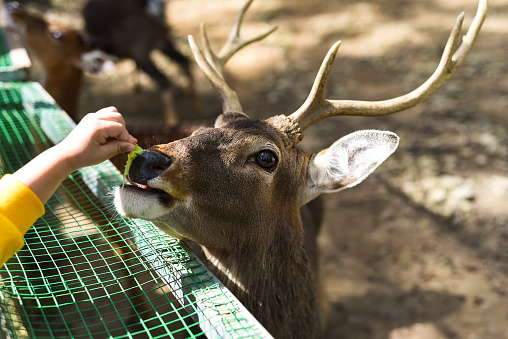 Vietnamese sika deer (Cervus nippon pseudaxis) also known as the indochinese sika deer eating carrot from child hand