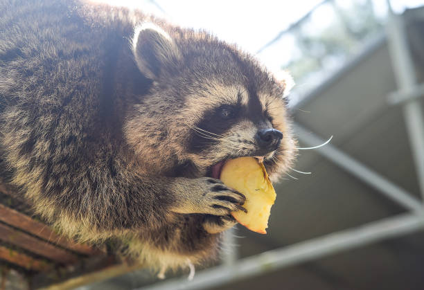 Gray raccoon eating apple close up stock photo