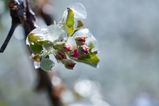 Frozen frost laden hydrangea flower, Christmas image.