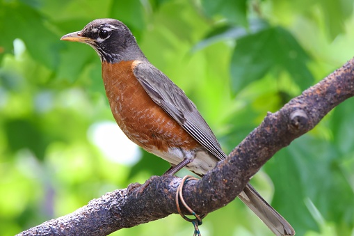 A closeup shot of an American robin perching on tree branch with blur green background