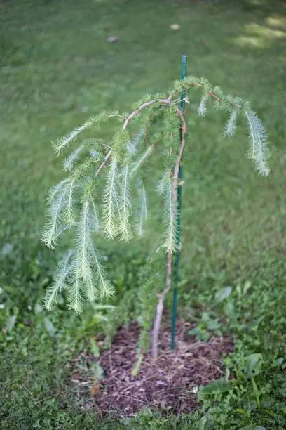 Photo of Larix kaempferi ( the Japanese larch) green plant