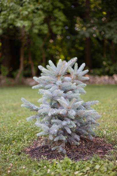 istock Closeup of a fir tree growing in a park 1444361148