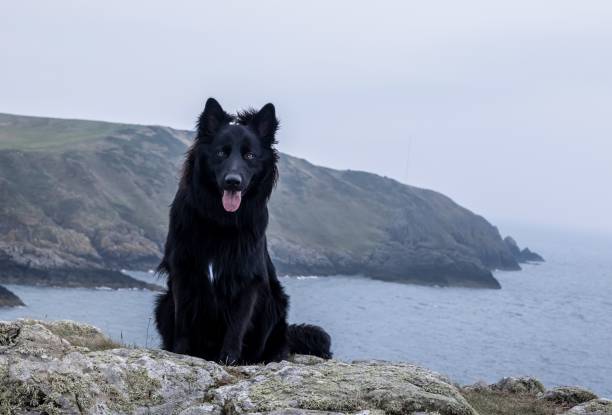 istock Black german shepherd with an ocean in the background 1444361171