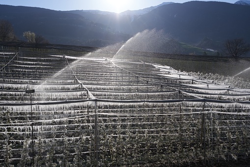 The frost protection Irrigation after the cold in an agricultural field of frozen apple trees