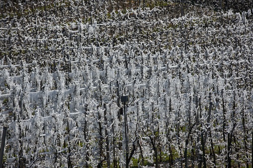 An agriculture field with frozen apple trees