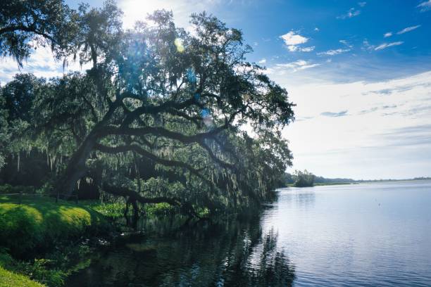 istock Mepkin Abbey with a hanging tree during daytime 1444361685