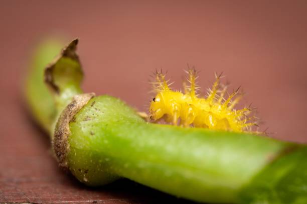 istock Macro of a yellow Mexican bean beetle on a green bean. 1444361834