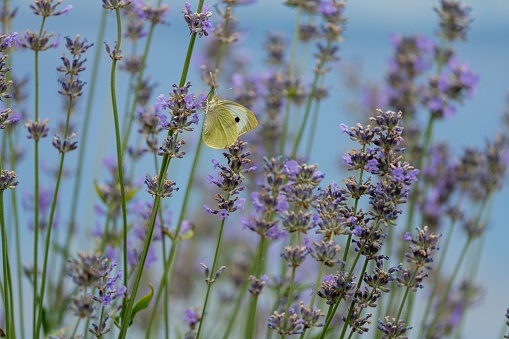 A yellow butterfly in a lavender field.