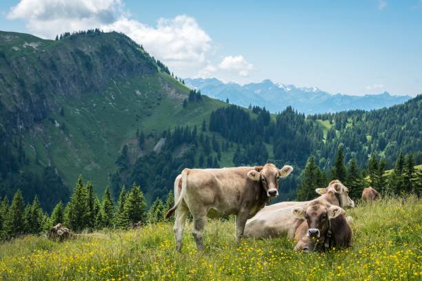 istock Herd of cows in a field 1444362668