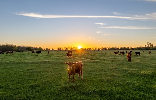 Beautiful cow in a grassy field, the sun sets on the horizon as the cows graze in the field.